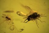 Fossil Fly (Diptera) And Wasp (Hymenoptera) In Baltic Amber #109422-1